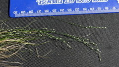 Deschampsia tenella