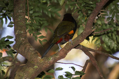 Selenidera spectabilis