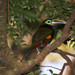 Yellow-eared Toucanet - Photo (c) Pablo Fraire, some rights reserved (CC BY-NC), uploaded by Pablo Fraire