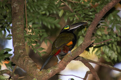 Selenidera spectabilis