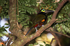 Selenidera spectabilis