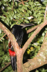 Selenidera spectabilis