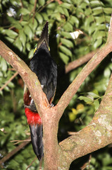 Selenidera spectabilis