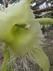 Rhyncholaelia digbyana
