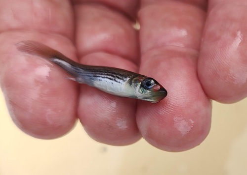 Fundulus nottii