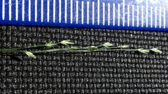 Deschampsia tenella