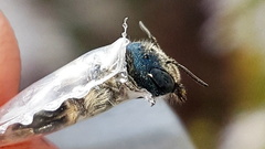 Osmia calaminthae