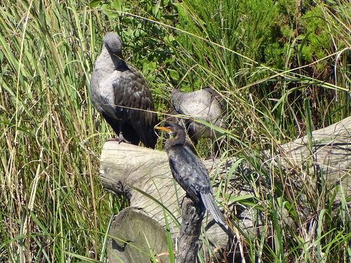 Cormorán africano (Microcarbo africanus)