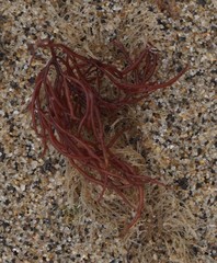 Sarcodiotheca