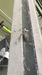 Acanthocephala declivis