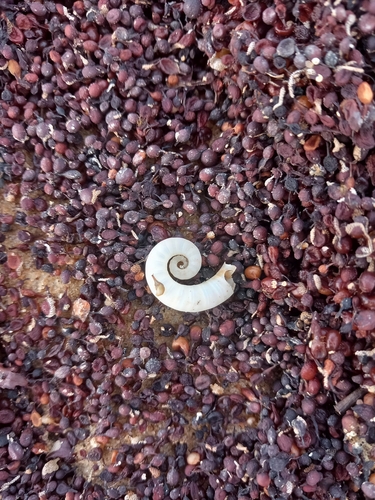 Spirula spirula