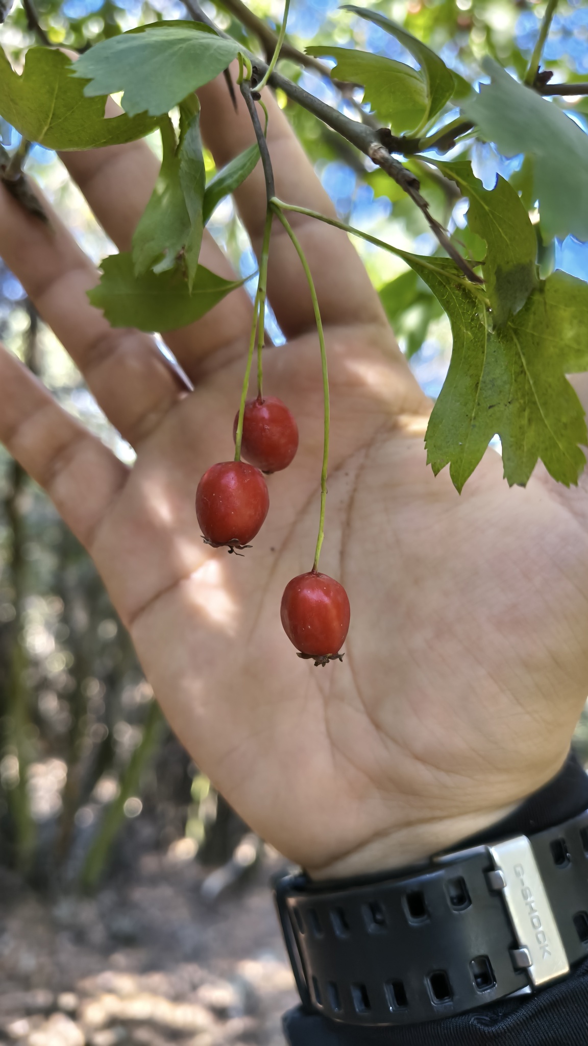 Hawthorn