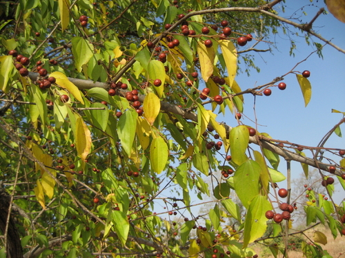 small jujube (Ziziphus pubescens)