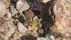 Chorizanthe corrugata