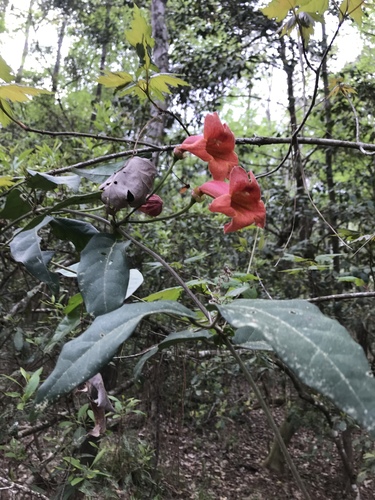 Bignonia capreolata image