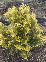 Selaginella braunii