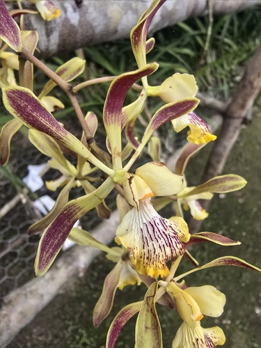 Encyclia alata