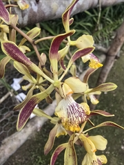 Encyclia alata