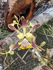 Encyclia alata, photograph (c) Jalil R., some rights reserved (CC BY-SA)