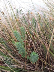 Linum monogynum monogynum