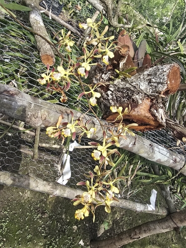 Encyclia alata, photograph 3