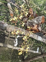 Encyclia alata, photograph (c) Jalil R., some rights reserved (CC BY-SA)