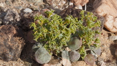 Chorizanthe corrugata