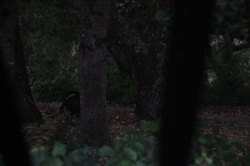 iNaturalist observation photo of Wild Turkey