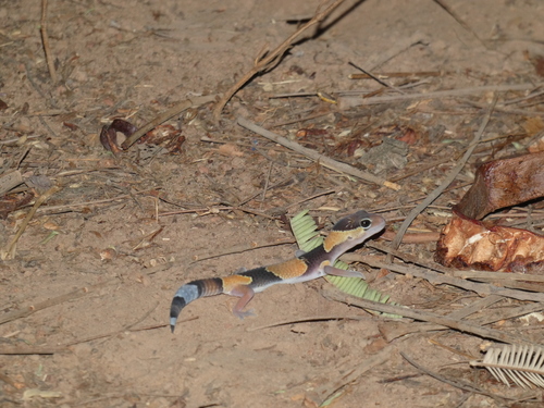 West African Fat-tailed Gecko
