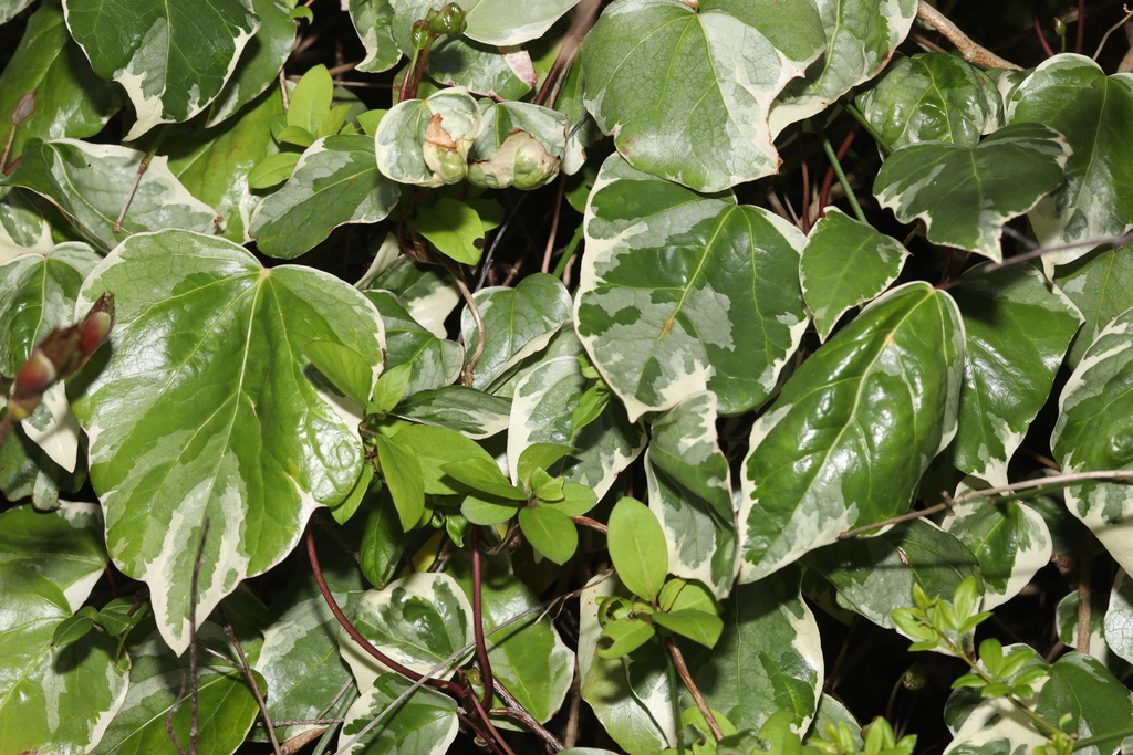 Hedera colchica; photograph author not stated, no rights reserved