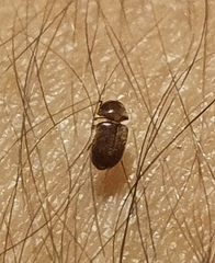 Lasioderma