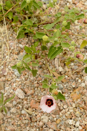 Pavonia aurigloba, photograph 2