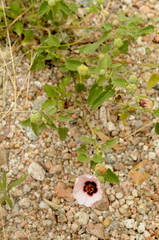 (c) cactusauria, some rights reserved (CC BY) Pavonia aurigloba, photograph (c) cactusauria, some rights reserved (CC BY)