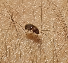 Lasioderma
