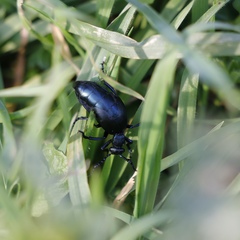 Meloe violaceus
