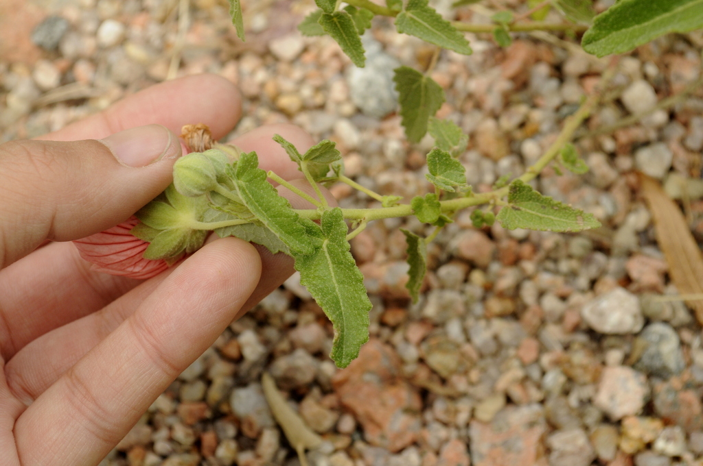 Pavonia aurigloba; photograph (c) cactusauria, some rights reserved (CC BY)