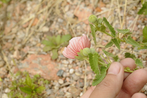 Pavonia aurigloba, photograph 4