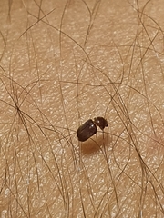 Lasioderma