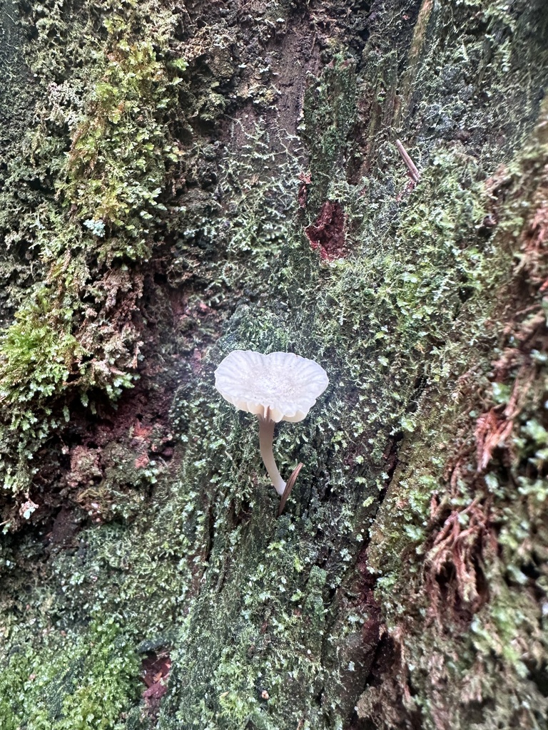 Lichenomphalia ericetorum · April 2026 · photo: © allisongray (iNaturalist, cc-by)