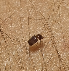 Lasioderma