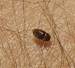Lasioderma