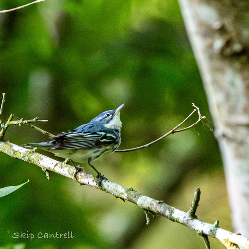 Cerulean Warbler (Setophaga cerulea), photo 2