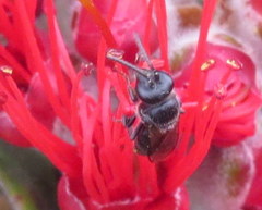 Hylaeus difficilis