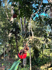 Brownea grandiceps, photograph author not stated, no rights reserved