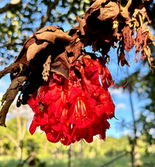 Brownea grandiceps, photograph author not stated, no rights reserved