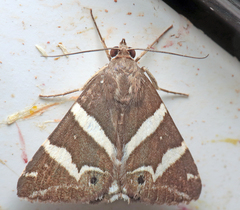 Grammodes pulcherrima