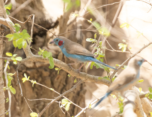 Red-cheeked Cordonbleu