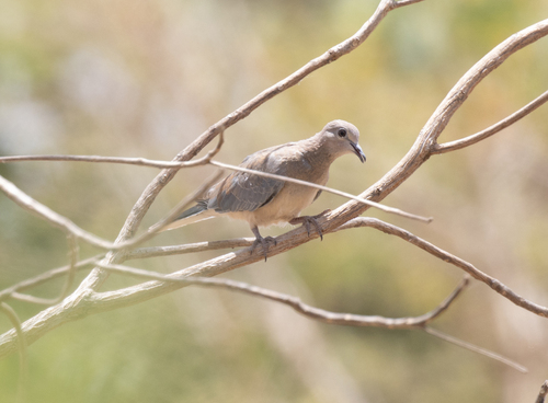 Laughing Dove