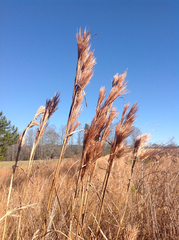 Andropogon glomeratus