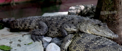 Crocodylia